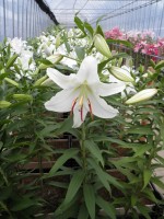 [1818 CasaBlanca 2N No02.JPG]